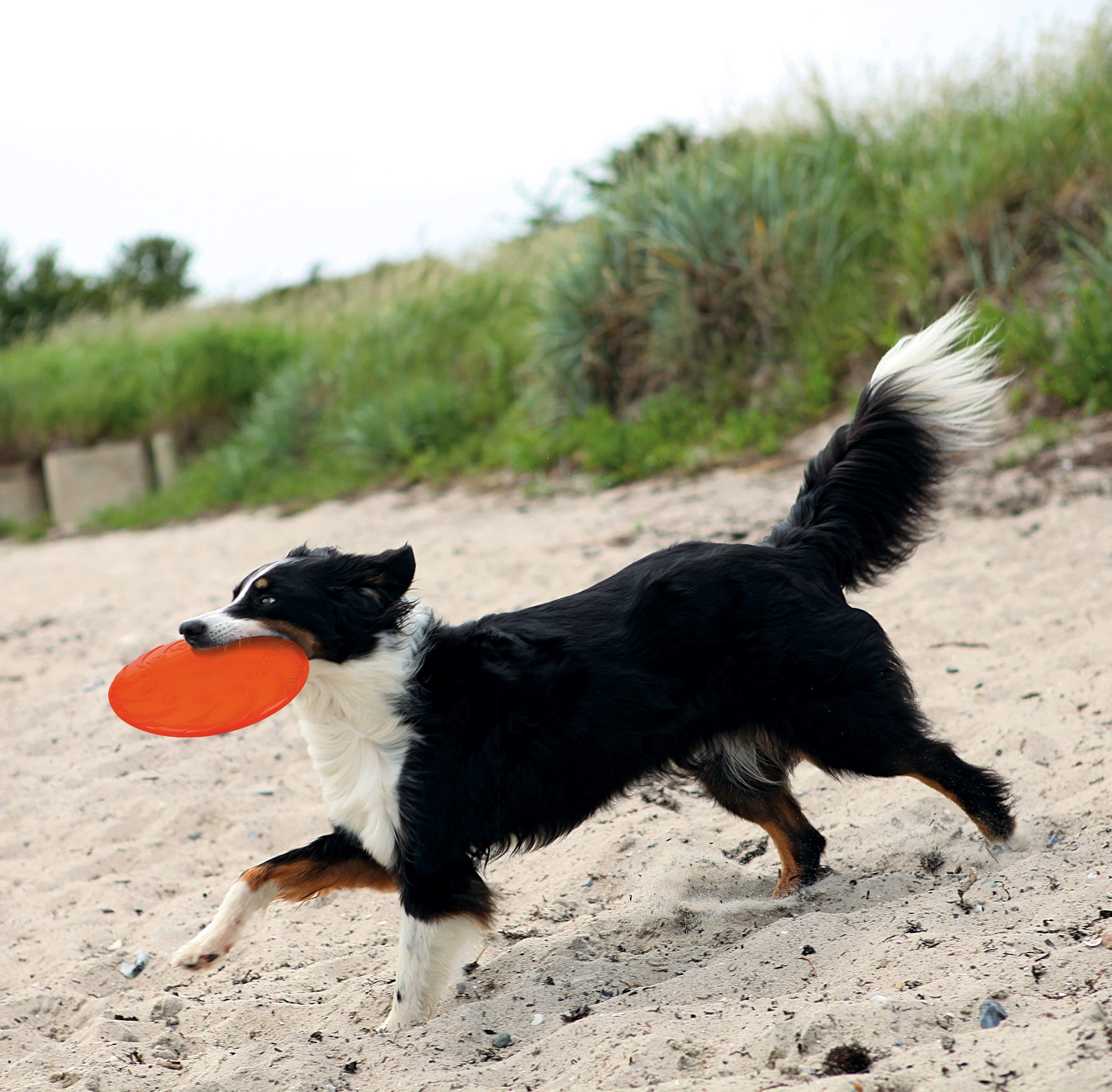 Dog Disc Schwimmspielzeug Gutes für Hunde und ihre