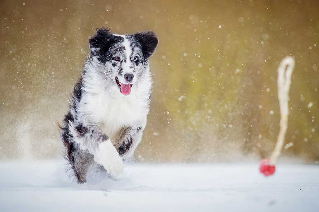 Tipps für die kalte Jahreszeit Gutes für Hunde und ihre